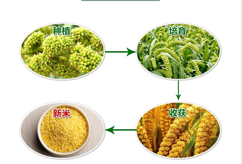 黄小米 黄小米